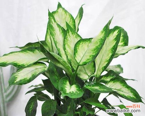 探秘黛粉叶万年青的花语之美 黛粉叶万年青花语的美丽与寓意