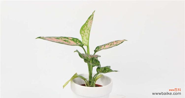 探秘黛粉叶万年青的花语之美 黛粉叶万年青花语的美丽与寓意