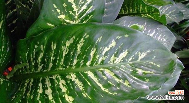 探秘黛粉叶万年青的花语之美 黛粉叶万年青花语的美丽与寓意