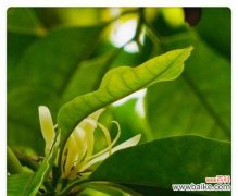 用白兰花诉说心声 白兰花的花语