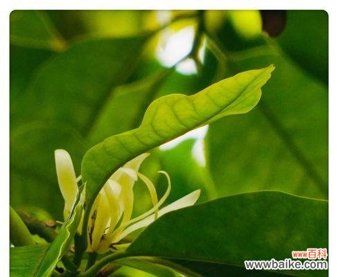 用白兰花诉说心声 白兰花的花语