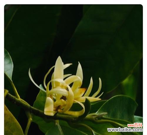 用白兰花诉说心声 白兰花的花语