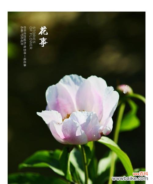 白芍花的意义与神奇传说 白芍花的花语与传说