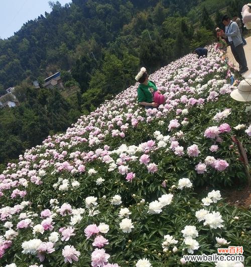 白芍花的意义与神奇传说 白芍花的花语与传说