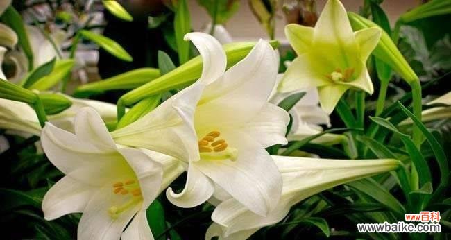 探寻百合花的深意 百合花的花语与意义