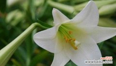 探寻百合花的深意 百合花的花语与意义