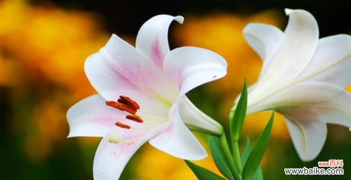 探寻百合花的深意 百合花的花语与意义
