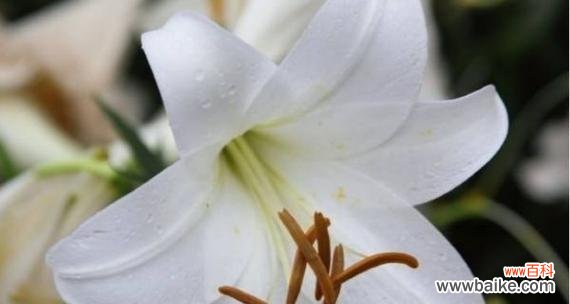 百合花的象征意义及其美丽之源 百合花的友谊长存