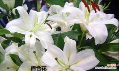 百合花的象征意义及其美丽之源 百合花的友谊长存