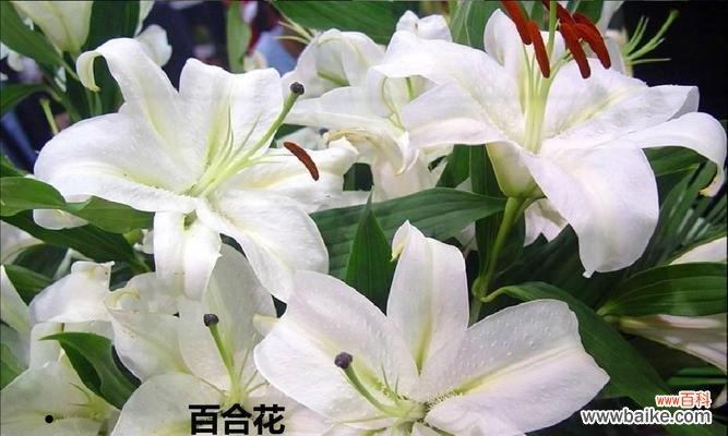 百合花的象征意义及其美丽之源 百合花的友谊长存