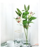 花竹相伴 百合花与富贵竹搭配的美丽寓意