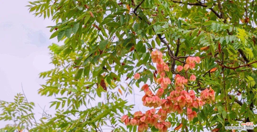 探寻栾树花语的神秘之处 栾树的花语及其象征意义