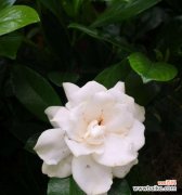 深情不变的爱情之花 栀子花的花语及象征意义