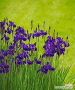 菖蒲的神圣和庄重 菖蒲的象征与寓意