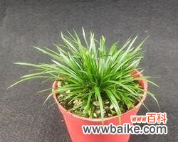 菖蒲的神圣和庄重 菖蒲的象征与寓意