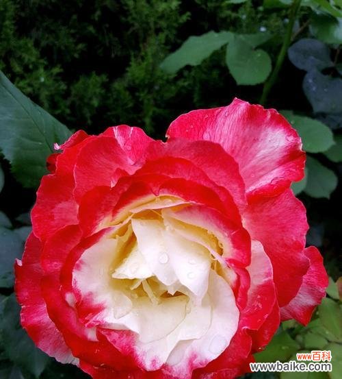 橘色月季花的热情与活力 橘色月季花的花语与寓意