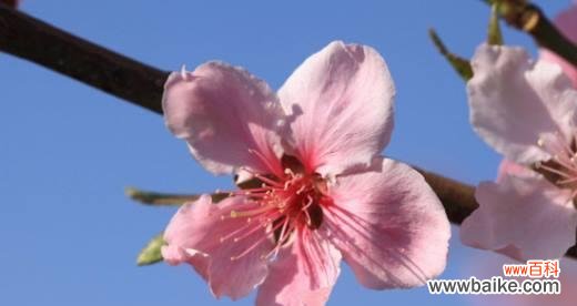 桃花的美丽与神奇传说 桃花传说与花语