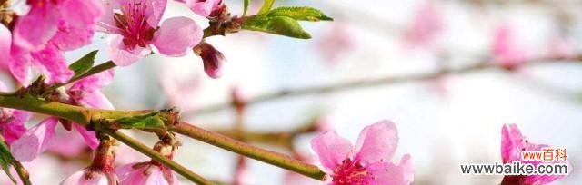 桃花的美丽与神奇传说 桃花传说与花语