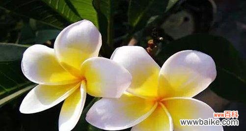 神秘妖艳 天女花的传说与花语