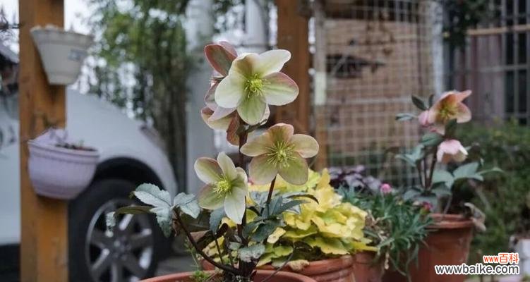 探寻嚏根草花语与神奇传说 嚏根草