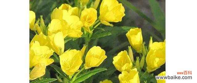 探秘桃金娘的神奇花语和传说 桃金娘