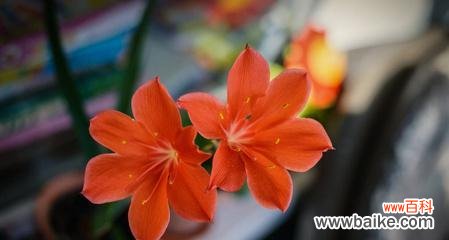 传递温暖与快乐的花朵-橙色百合 橙色百合花语的含义