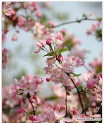 探索爱情中的垂丝海棠之美 垂丝海棠的爱情寓意