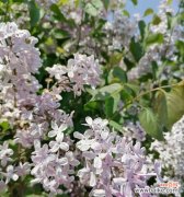 探索丁香花在文化中的重要地位 丁香花的寓意与象征意义