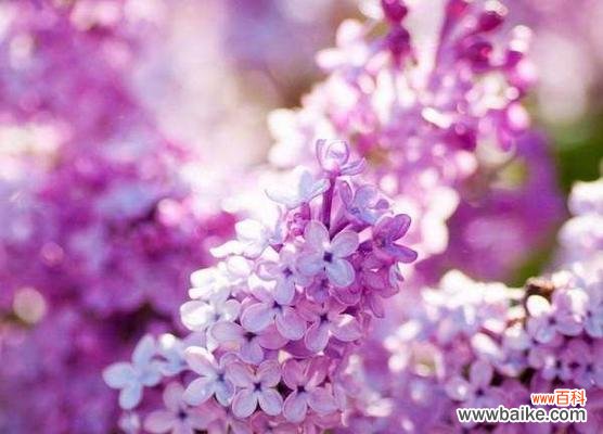 探索丁香花在文化中的重要地位 丁香花的寓意与象征意义