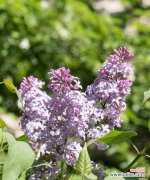 芳香四溢的丁香 探秘丁香的含义与传说