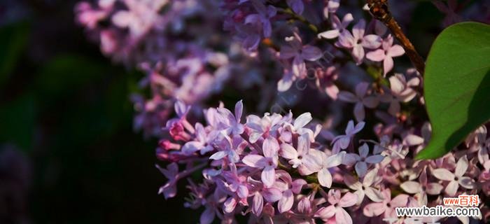 芳香四溢的丁香 探秘丁香的含义与传说