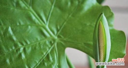 从水滴到救赎的无私之爱 滴水观音菩萨的象征意义