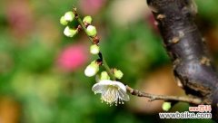 以冬天的梅花象征着坚强的意志与美好的未来 冬天的梅花