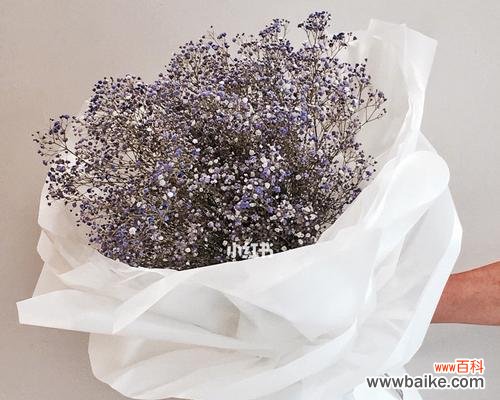 一朵代表爱情 花开有声，芬芳四溢——粉满天星和蓝满天星的花语