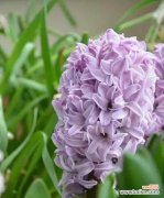 探究风信子花语中不同颜色的含义 风信子花语的各色与寓意