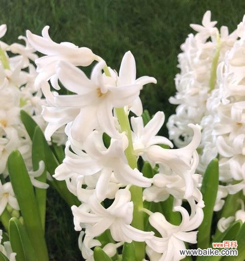 探索风信子花卉的美丽与深远影响 风信子的象征意义与文化传承