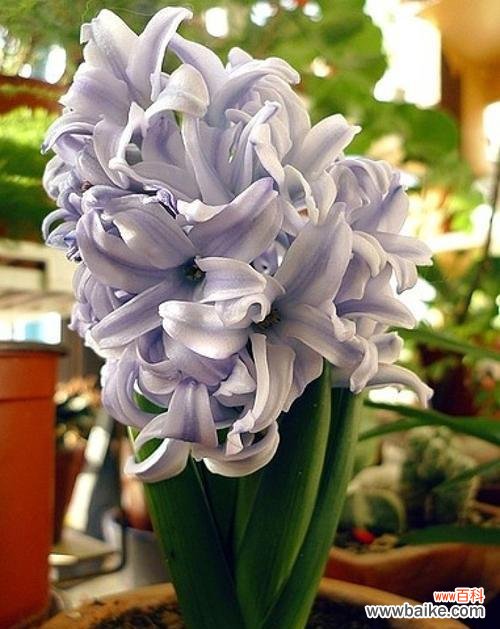 探索风信子花卉的美丽与深远影响 风信子的象征意义与文化传承