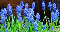 探索风信子花卉的美丽与深远影响 风信子的象征意义与文化传承