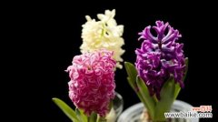 花朵中的希望与重生 风信子