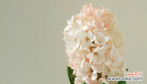 花朵中的希望与重生 风信子