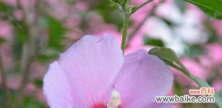 花语的奥秘与传承 花语传说