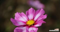 传递深情 格桑花的爱情花语