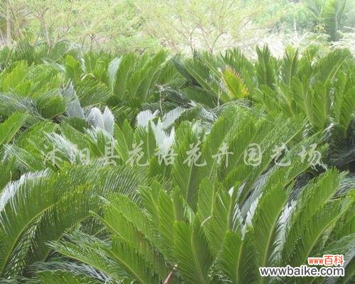 神秘的铁树花语及传说故事 铁树花开，寓意永恒