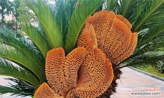 悟透生命真谛 铁树不开花，人生何以求