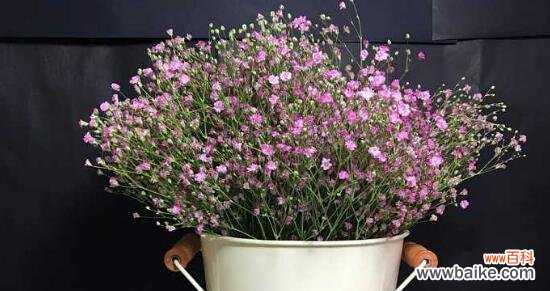 探秘花朵的舞蹈之谜 跳舞草的花语和传说