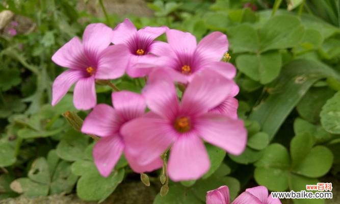 探秘花朵的舞蹈之谜 跳舞草的花语和传说