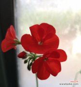 探索天竺葵花语的深意 天竺葵的花语与代表意义