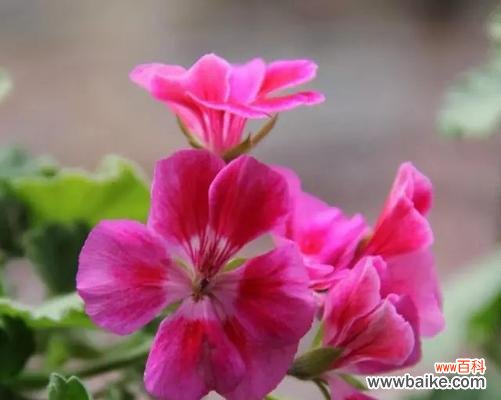 探索天竺葵花语的深意 天竺葵的花语与代表意义