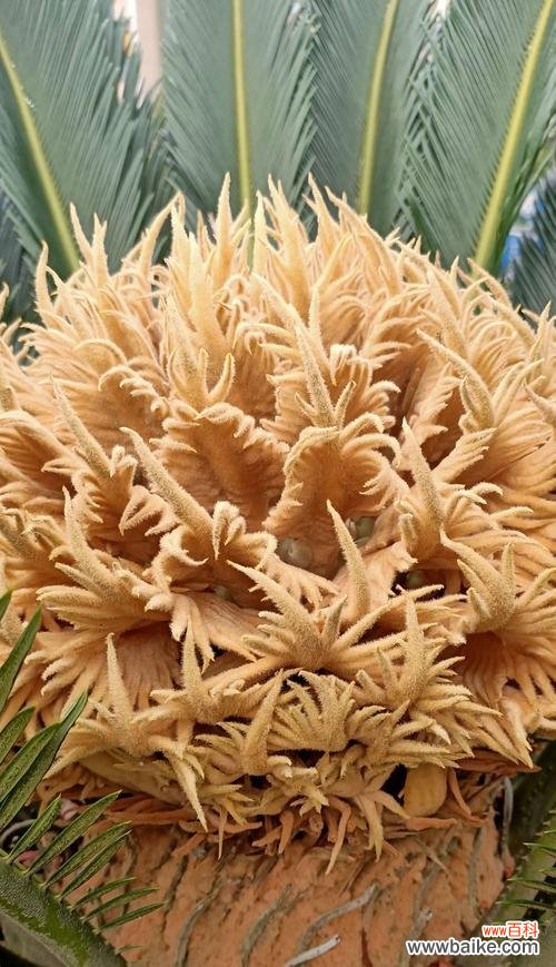 探寻铁树所传递的深层含义 铁树的象征意义与人生哲理