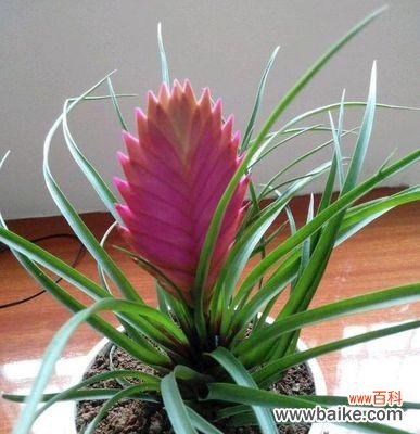 探寻铁兰花语的含义及其象征意义 铁兰花语的深意